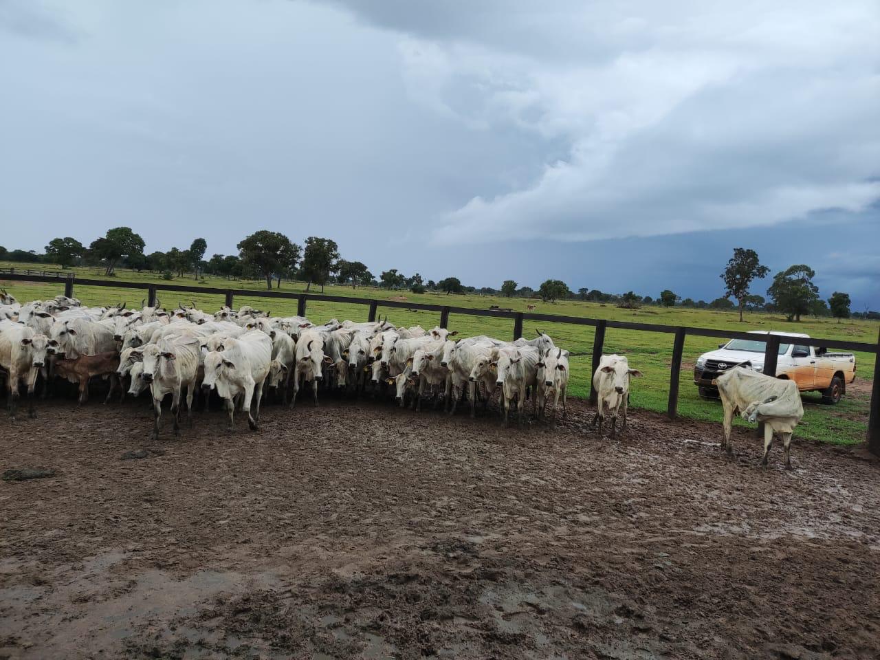 100 Vacas Prenhes Nelore