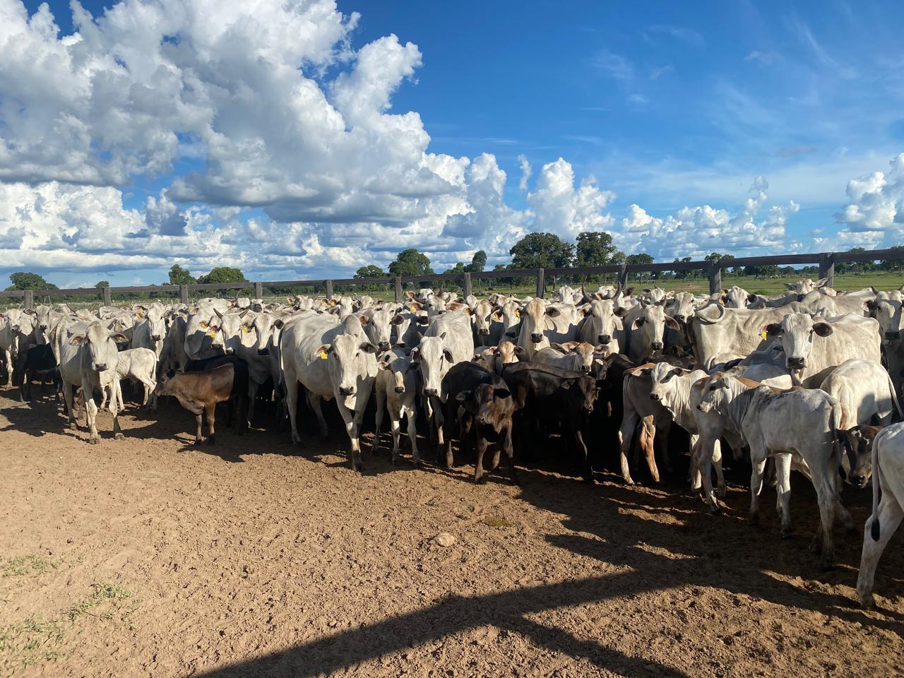 100 Vacas Prenhes - Mídia 2