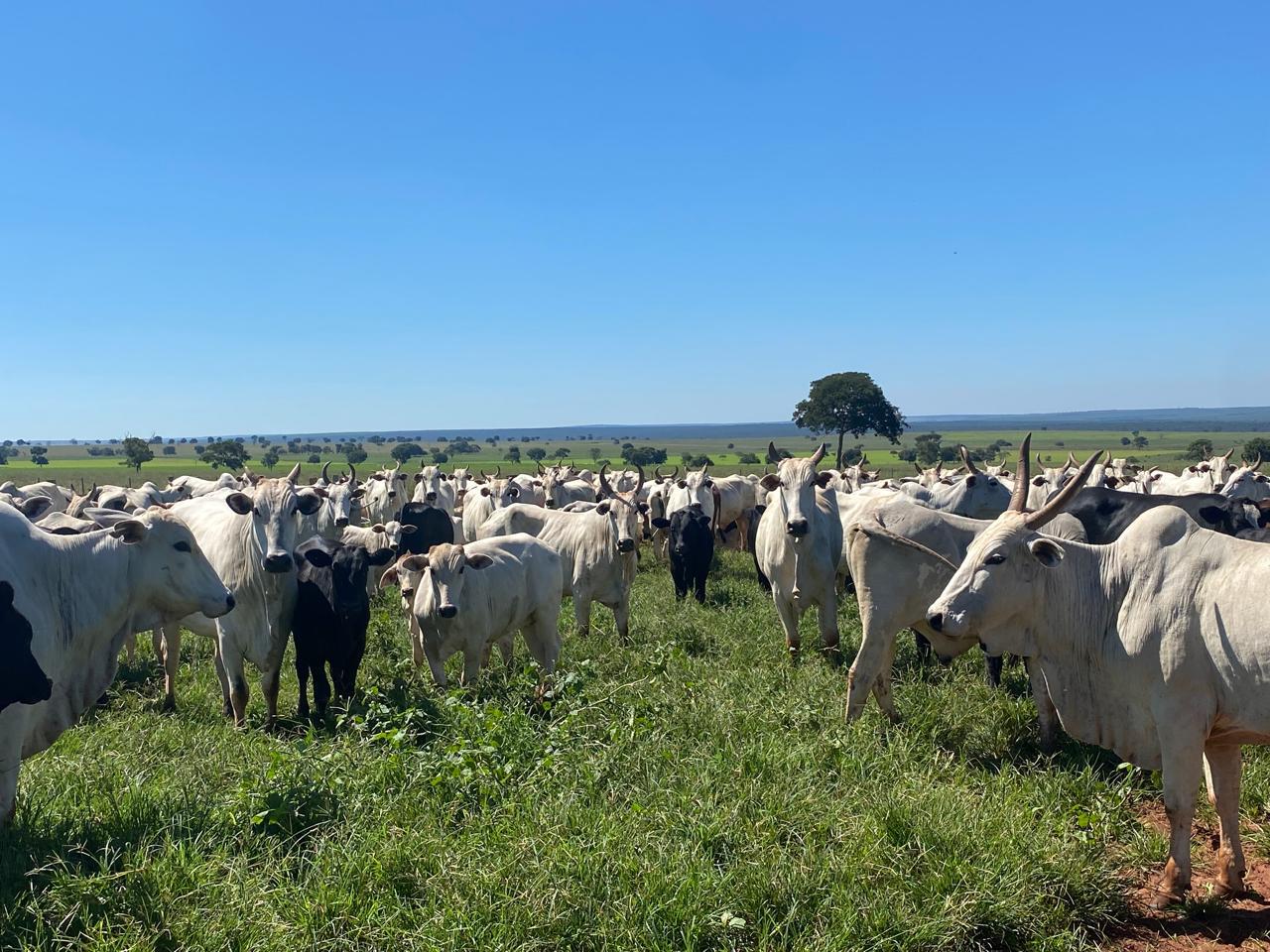 100 Vacas Prenhes - Mídia 3
