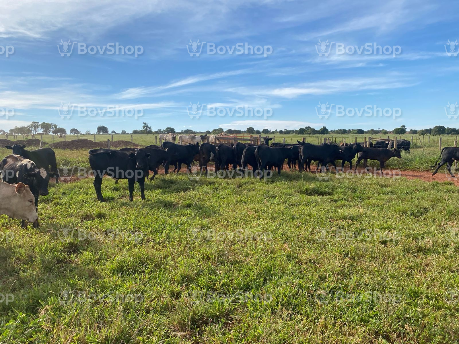 37 Novilhas Angus - Mídia 1