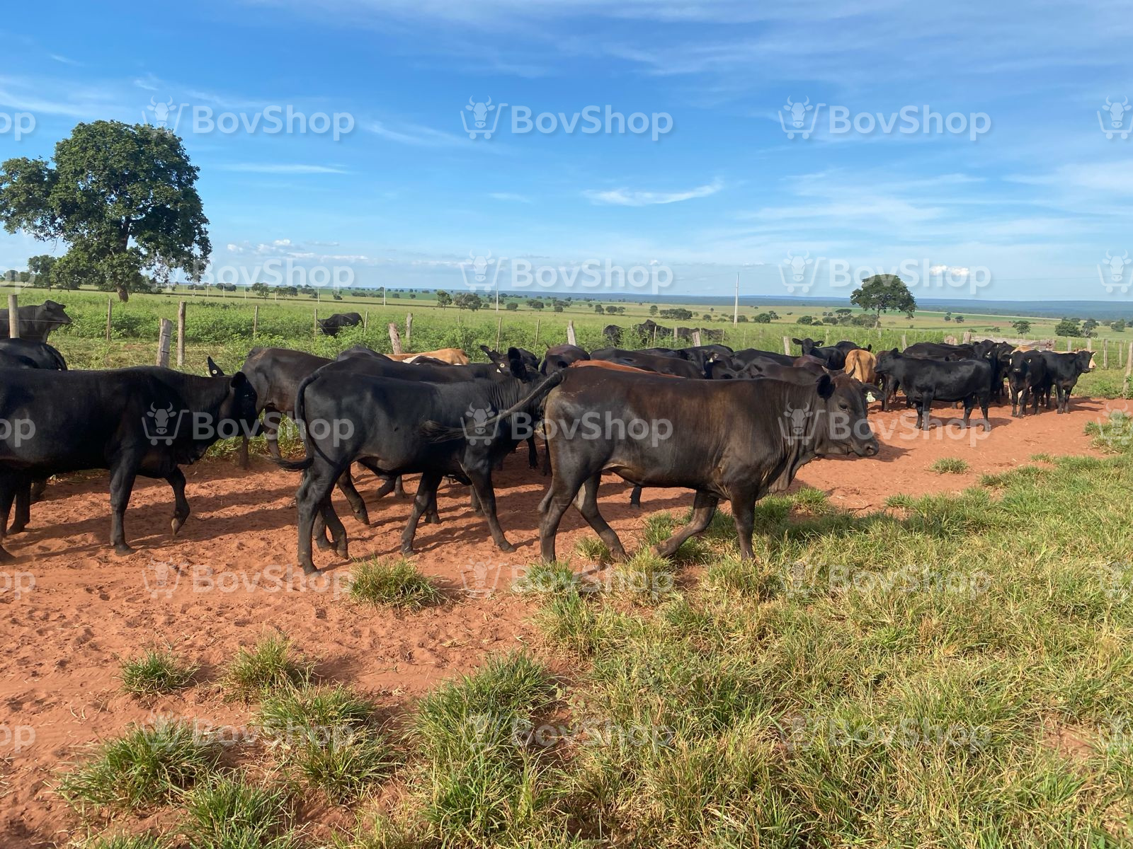 37 Novilhas Angus - Mídia 3