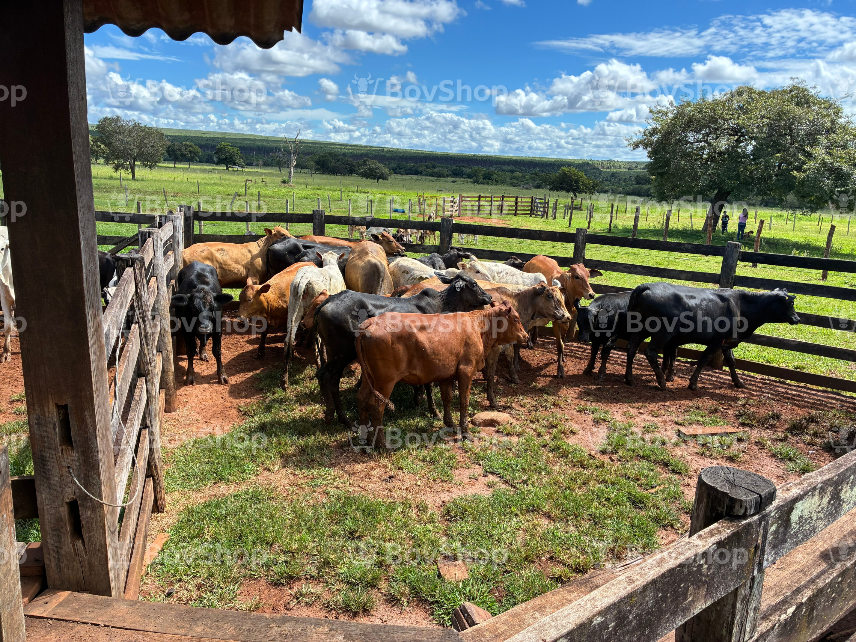 20 Novilhas Diversas Raças